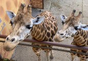 Pololetní prázdniny v ZOO